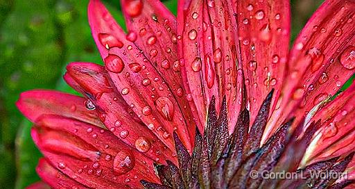 Wet Gerbera Backside_P1160407-21.jpg - Photographed at Smiths Falls, Ontario, Canada.